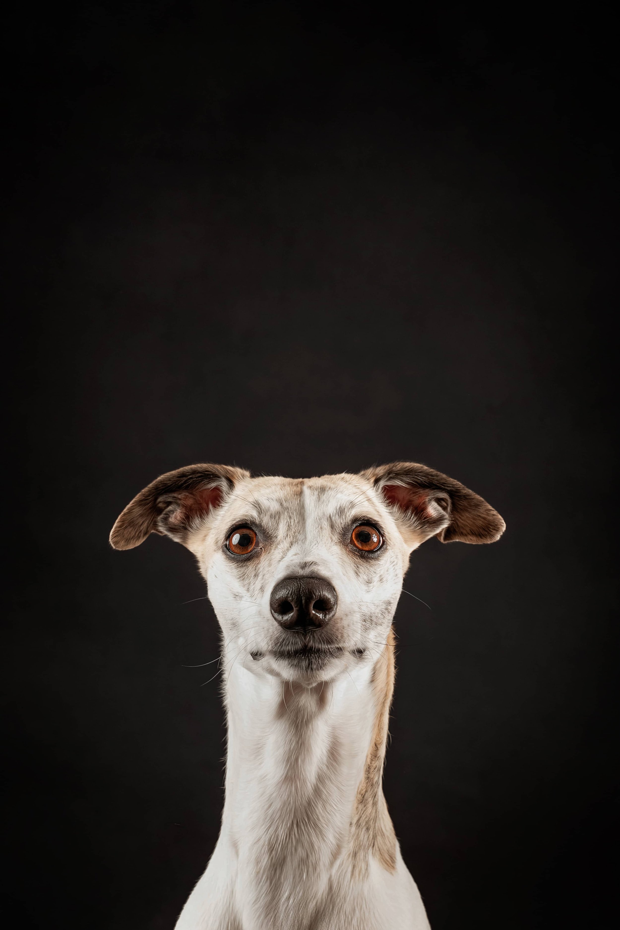 Whippet (2).jpg