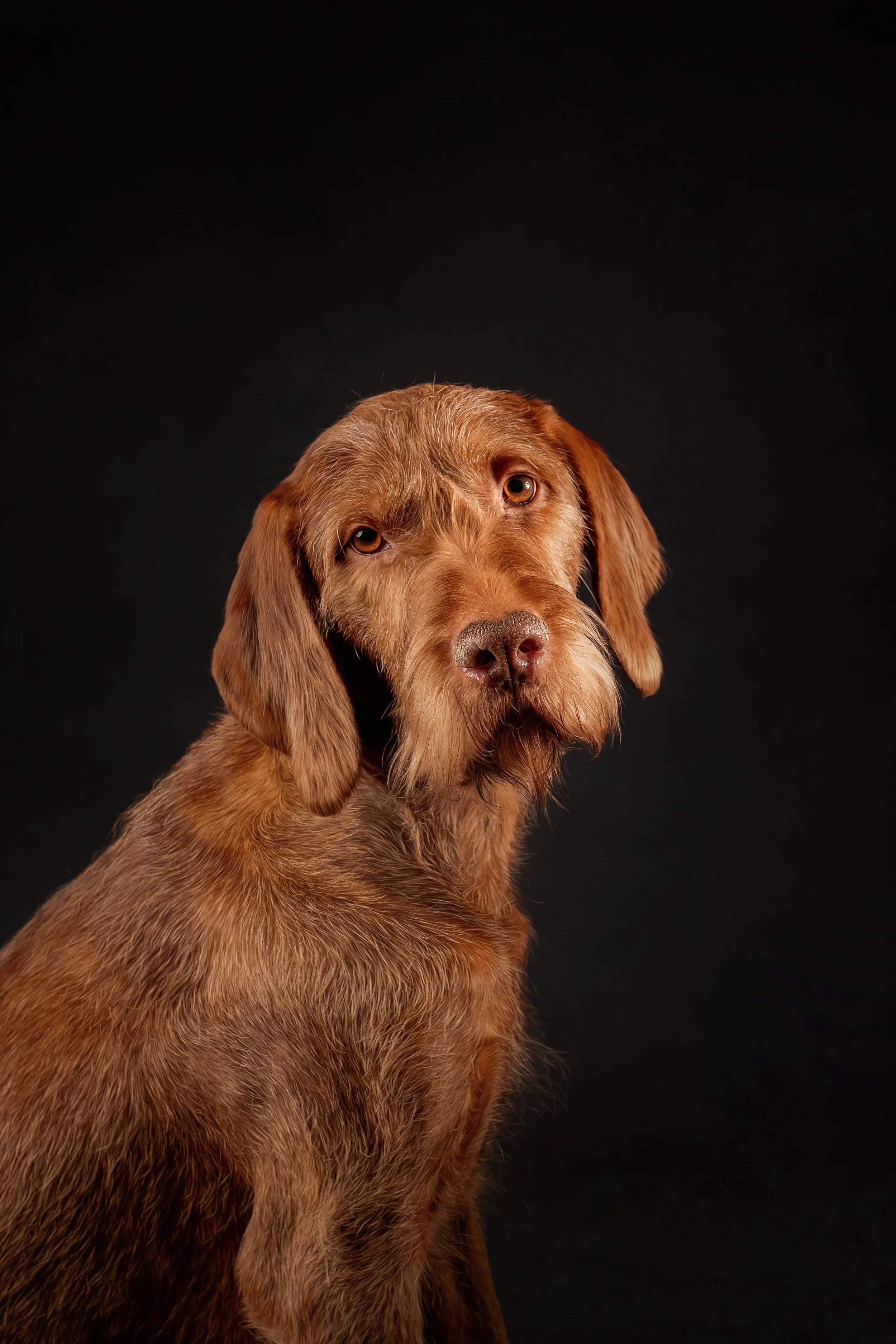 Wire Haired Vizsla (2).jpg