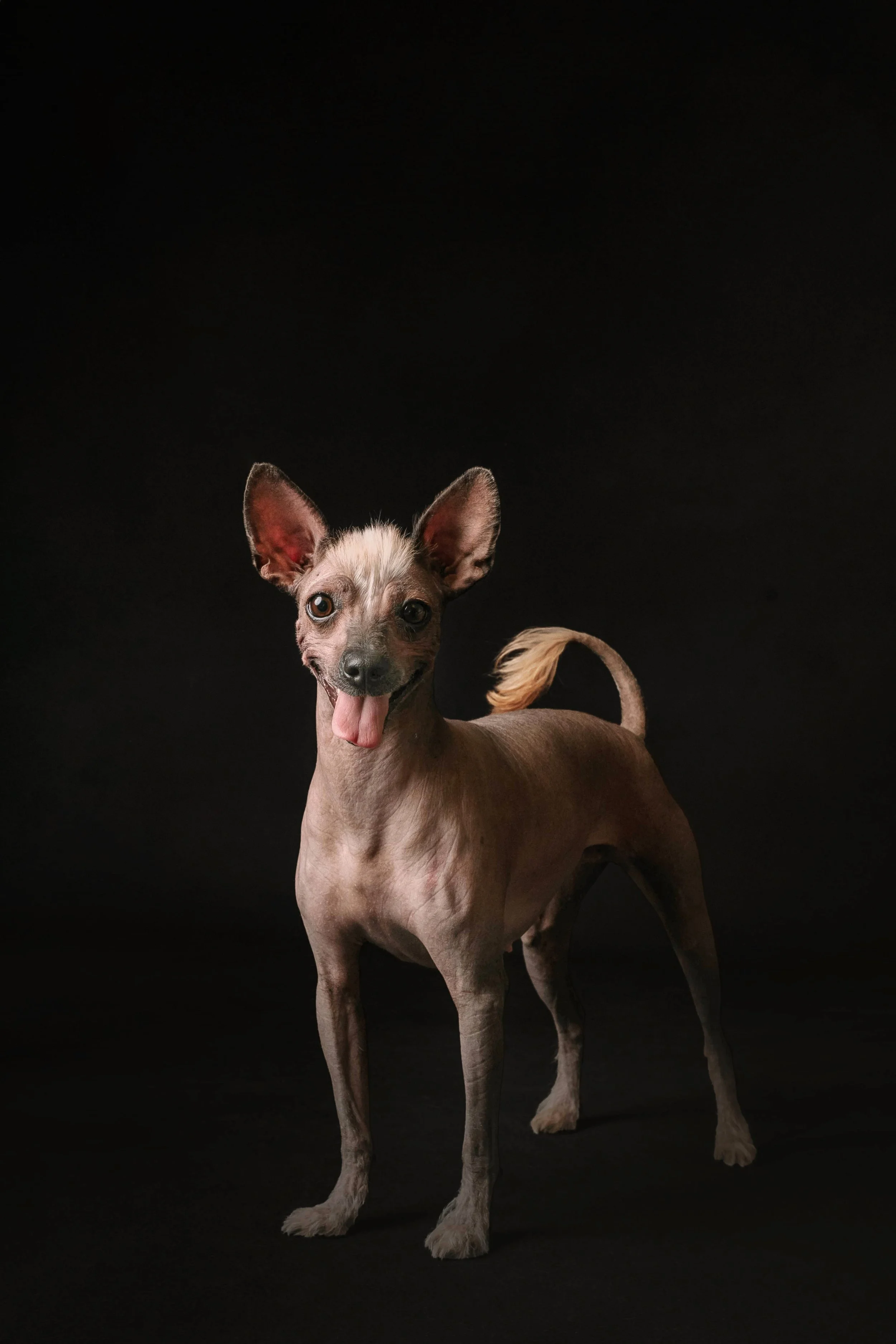xolo.jpg