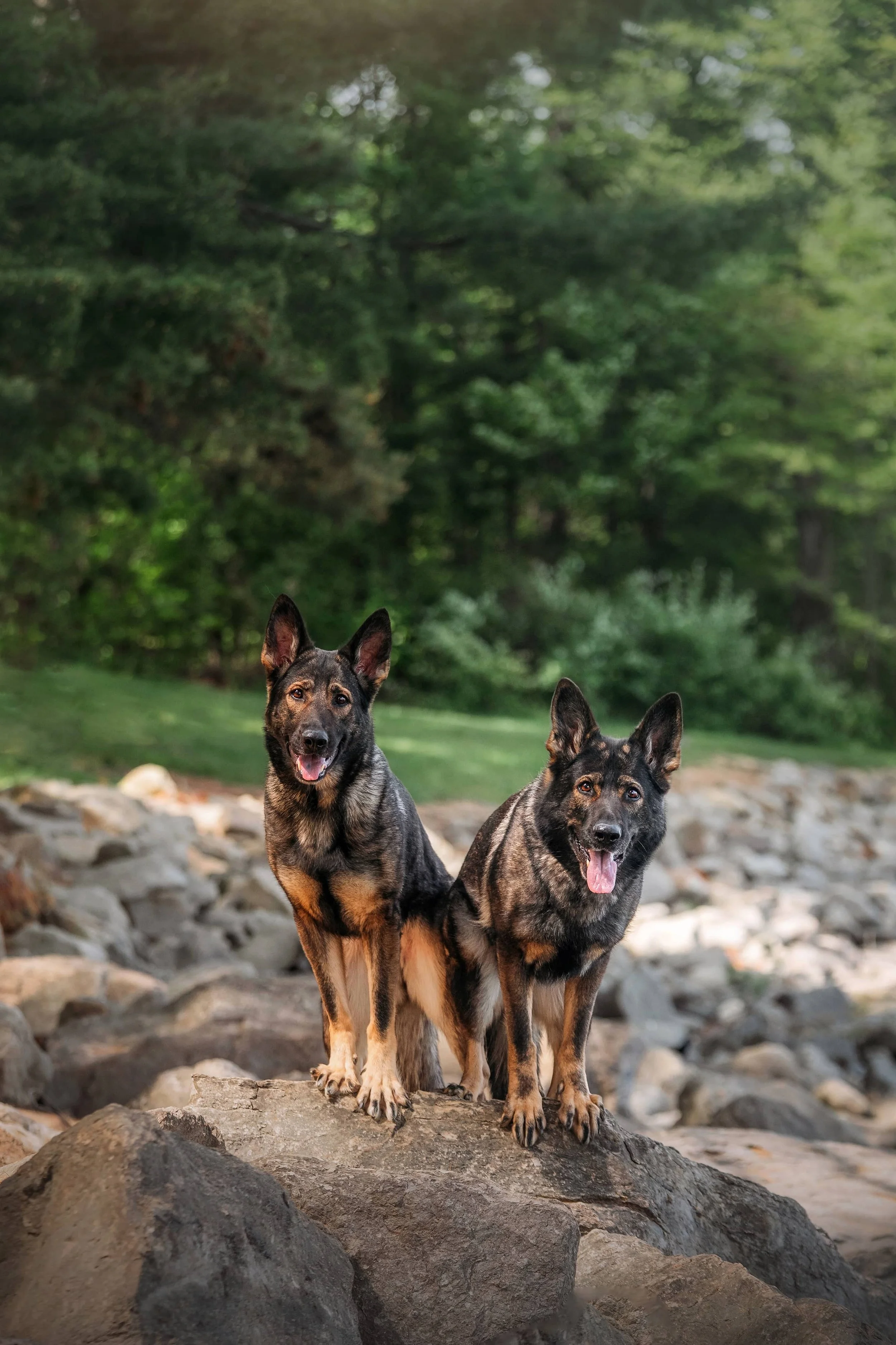 German Shepherds  (1).jpg