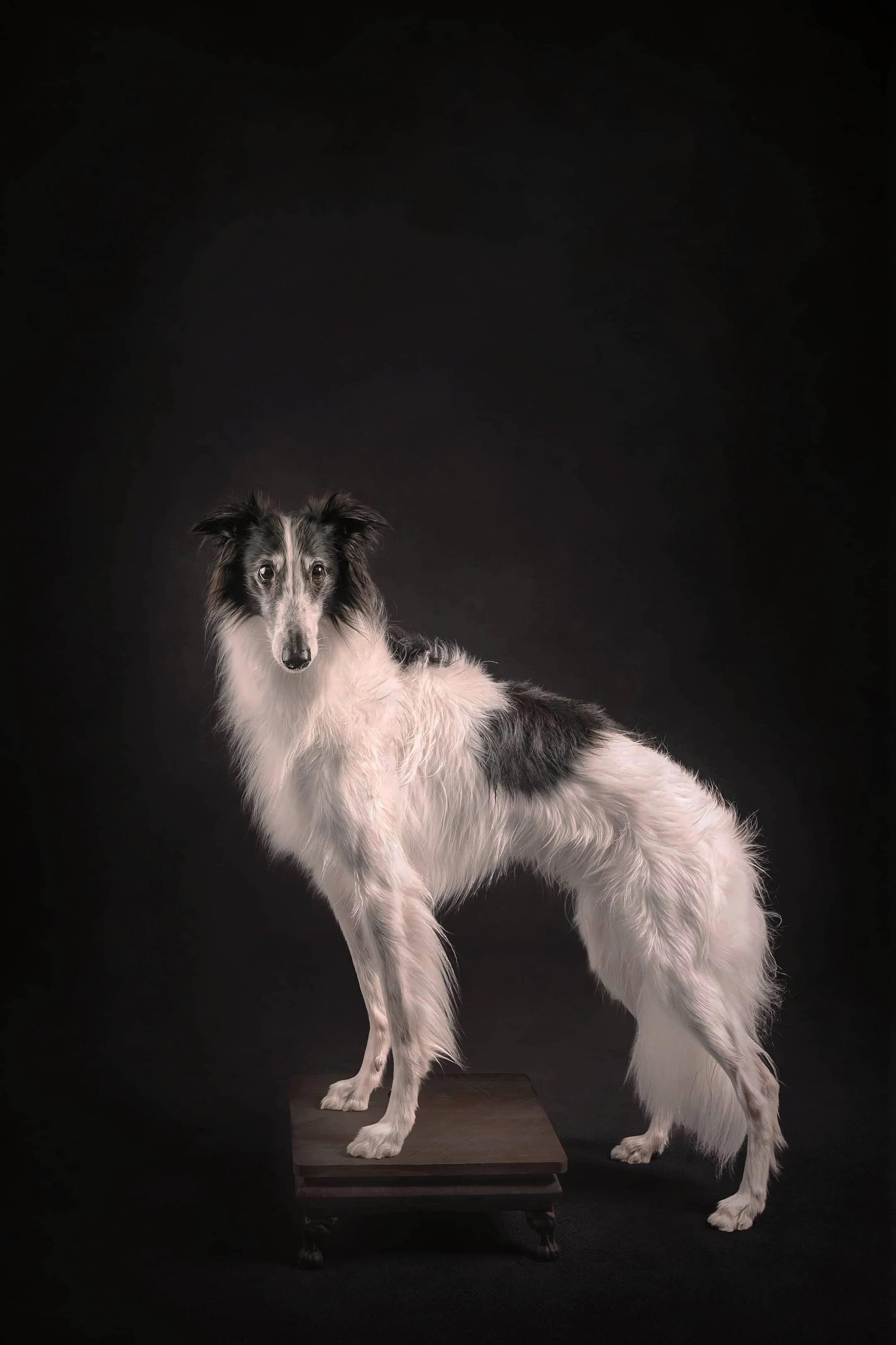 Silken Windhound.jpg