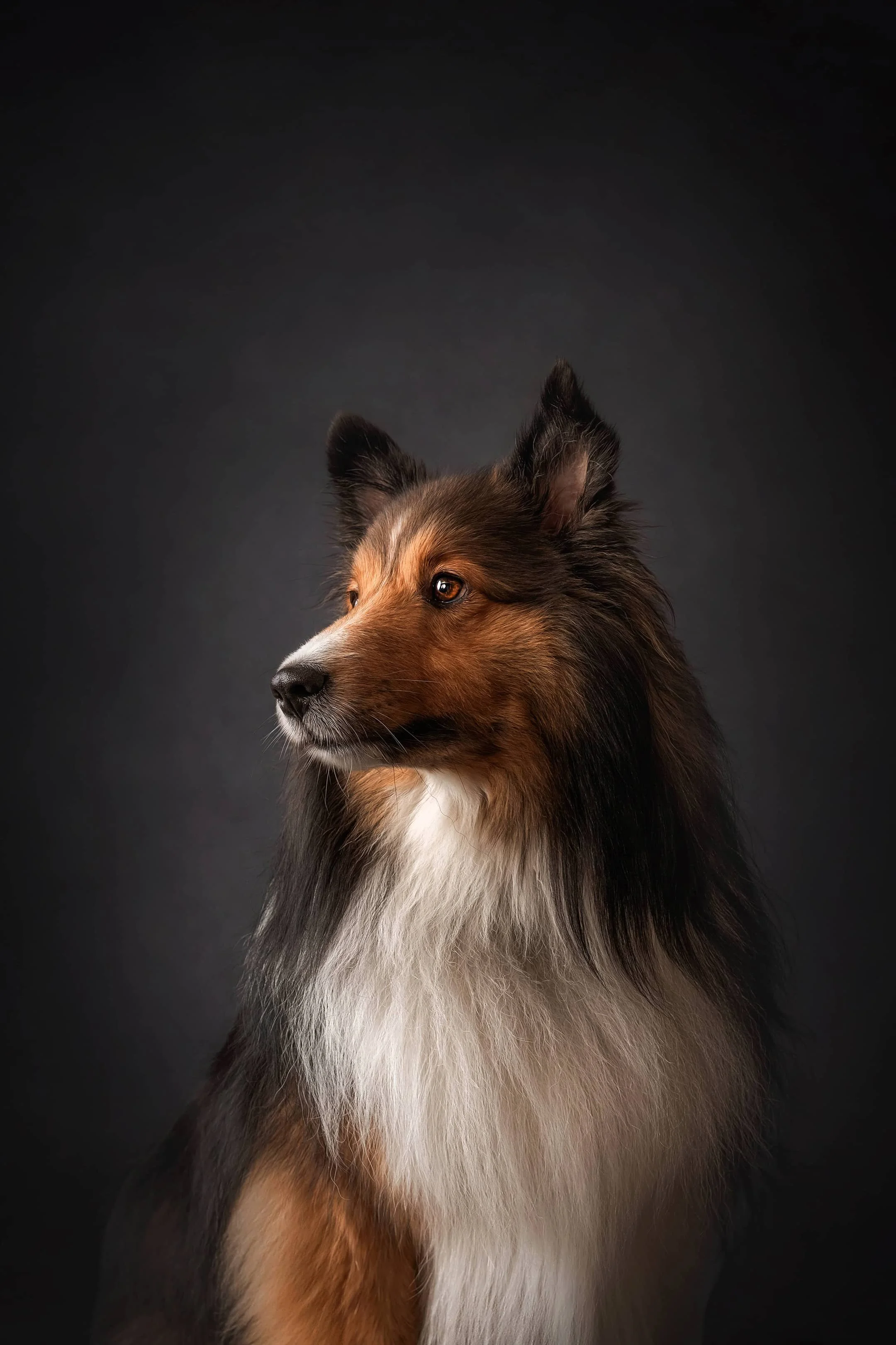 Shetland Sheepdog.jpg