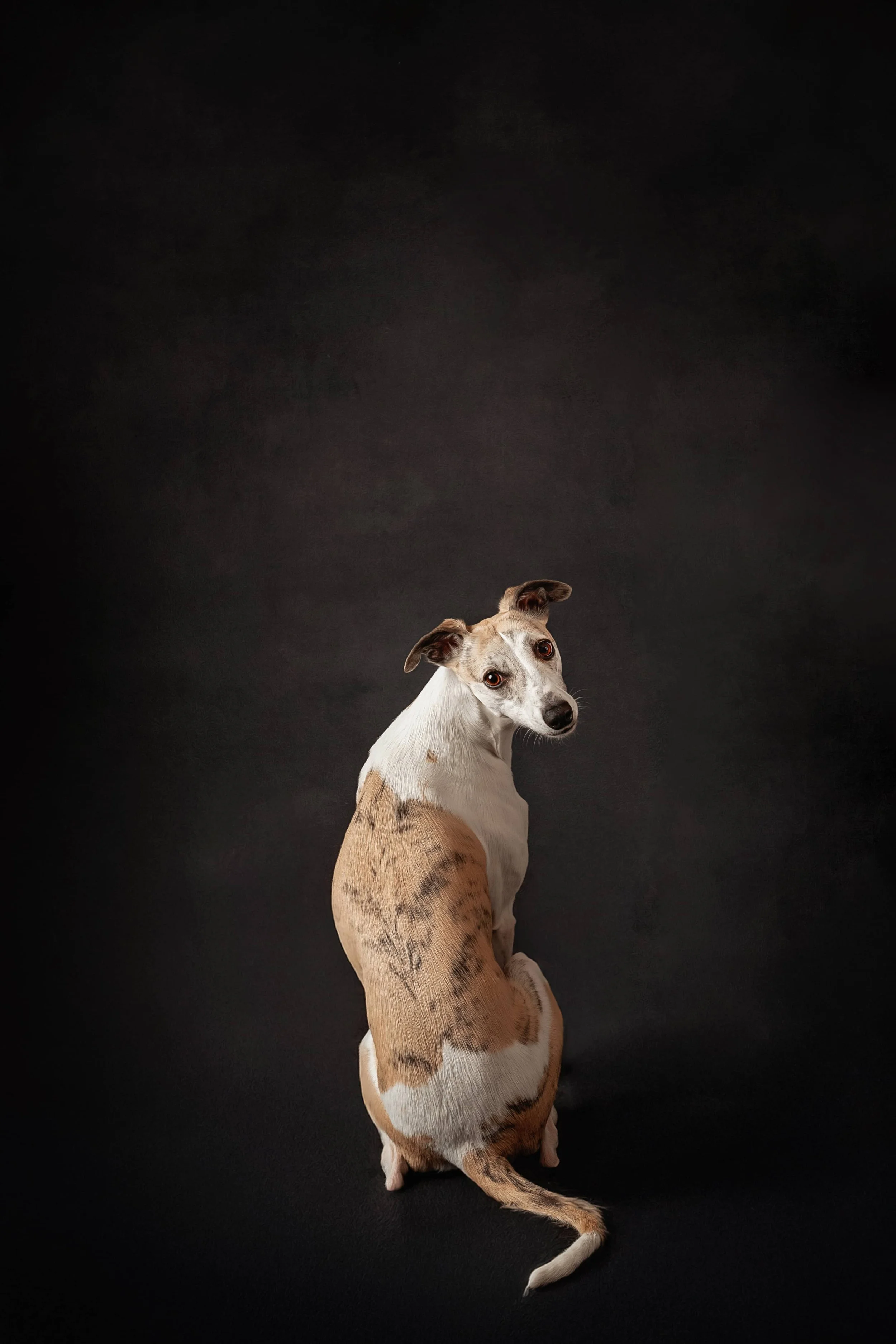 The Pet + People Photographer, Ohio
