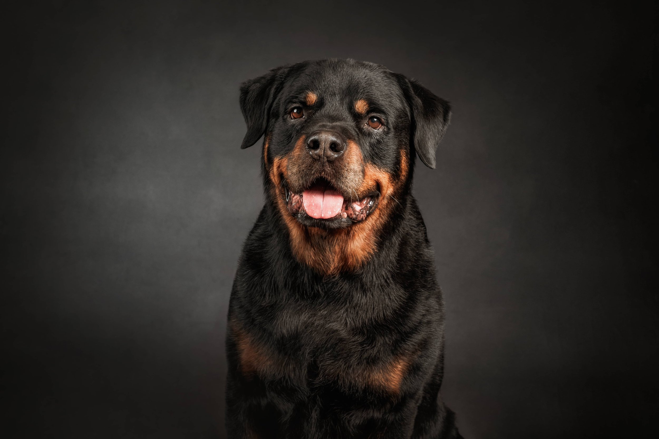 Built Rottweilers The Pet + People Photographer, Ohio