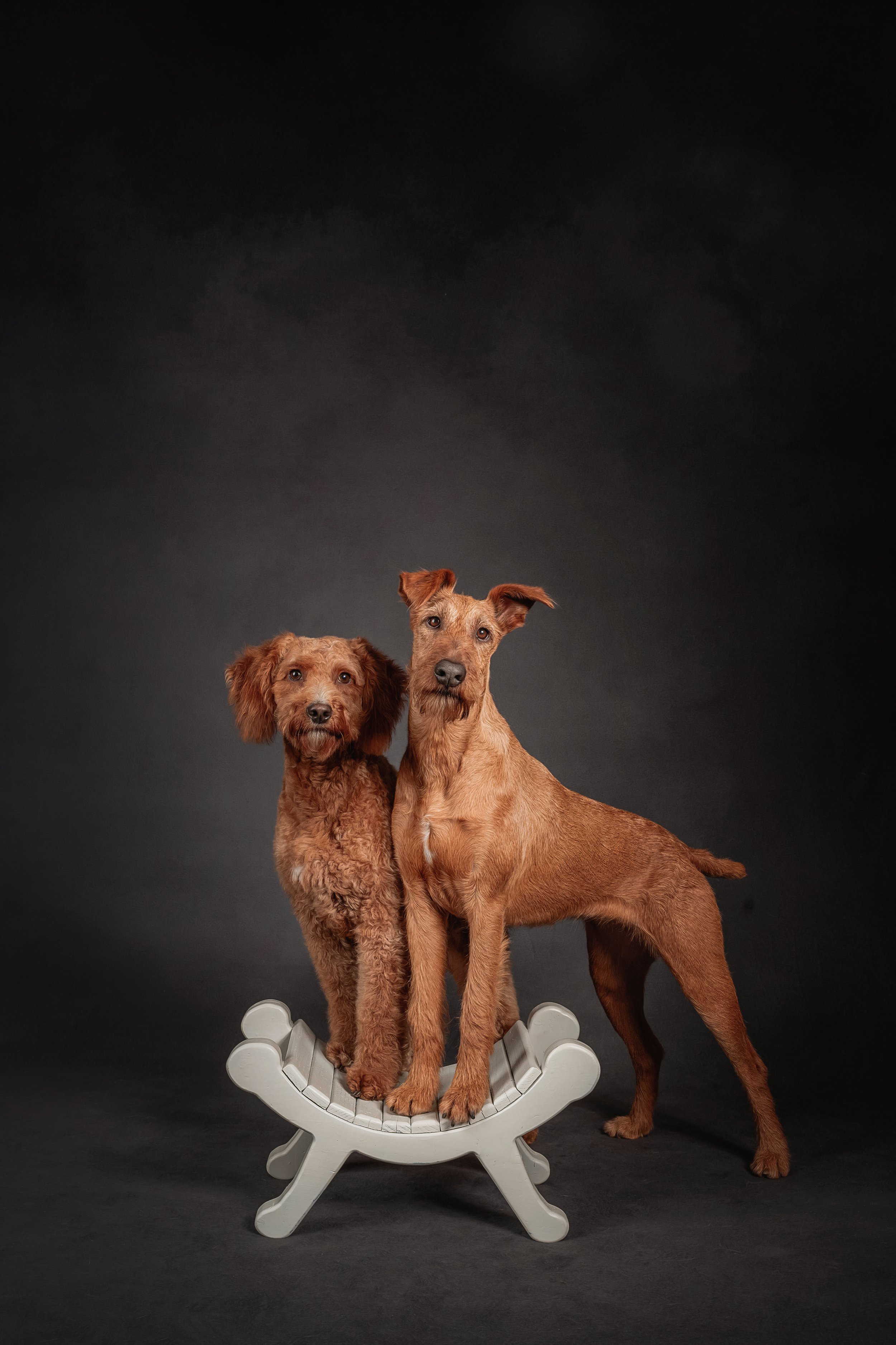 The Pet + People Photographer, Ohio