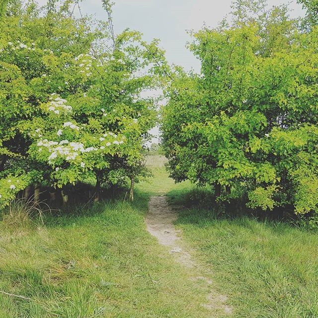 Time to forage! Foraging is most definitely exercise and fits into our allotted 1 hour a day of exercise! #quarantine #foraging
🐰
It's been a while since I've posted but there's been lots going on!
🐰
Unfortunately I've had to push back the relaunch