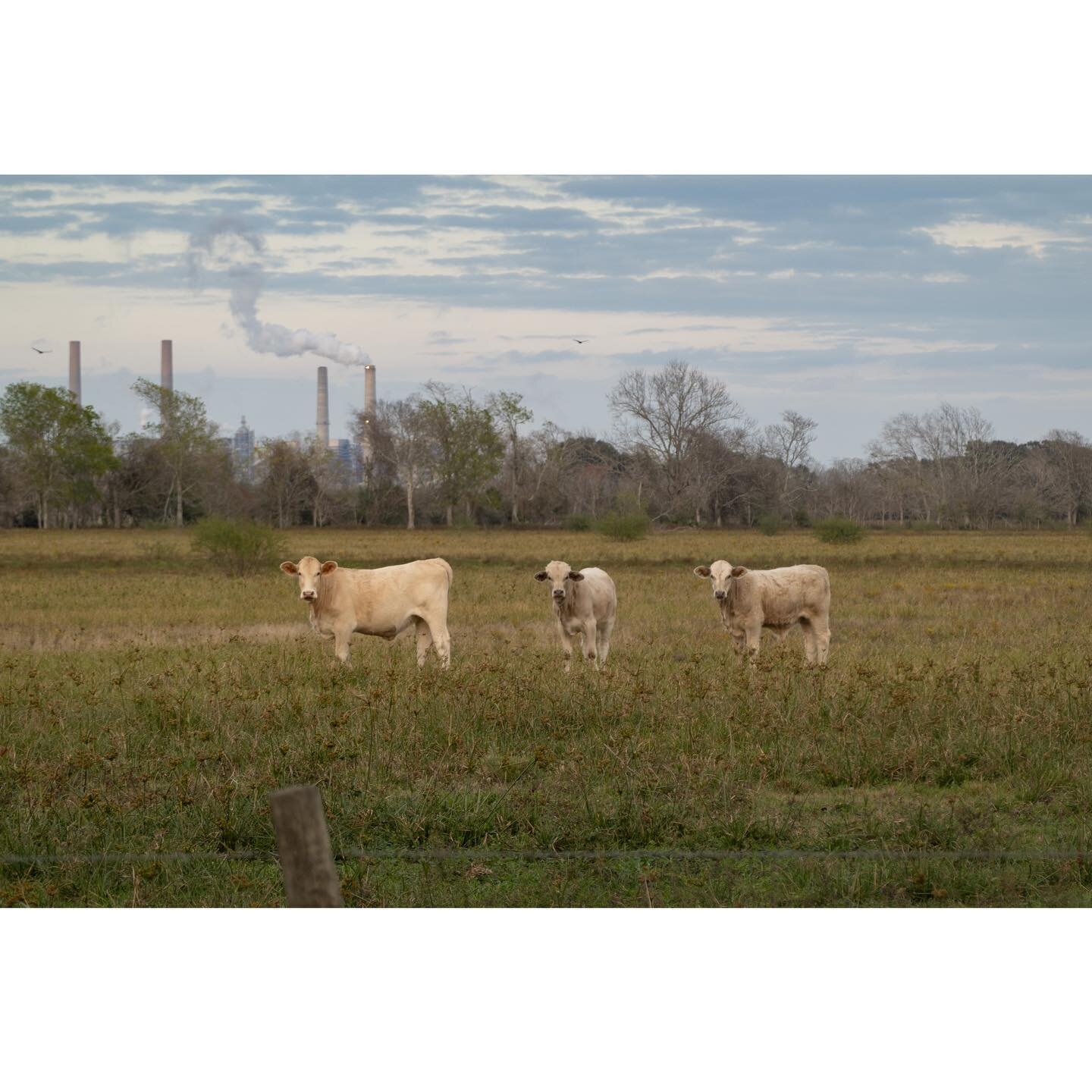 cows, texas, etc.