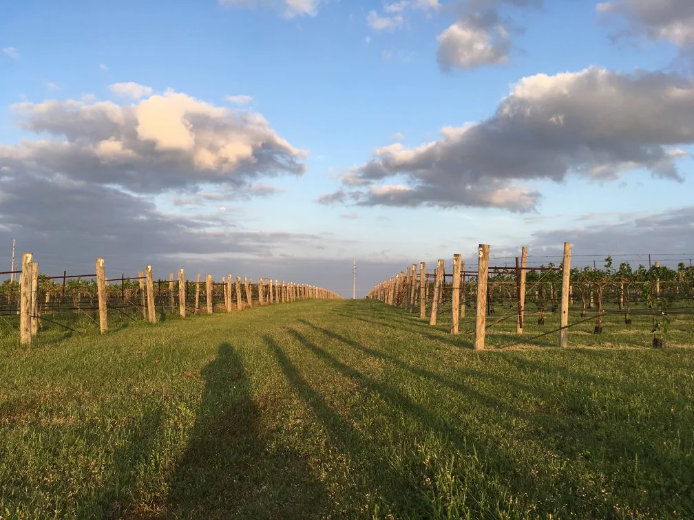 3Texans-vineyard-2.jpg