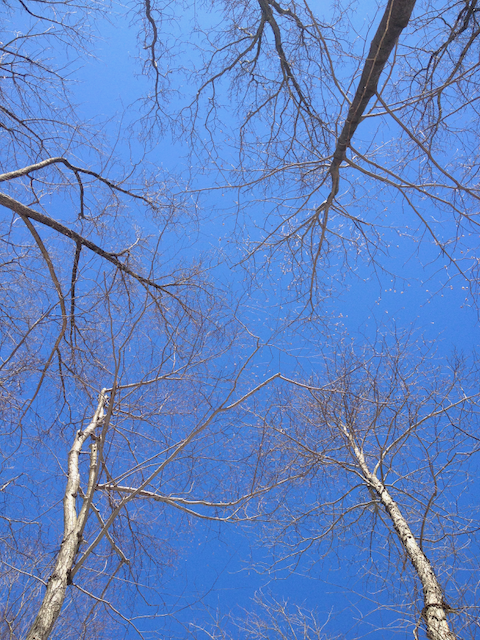 IMG_1173.png