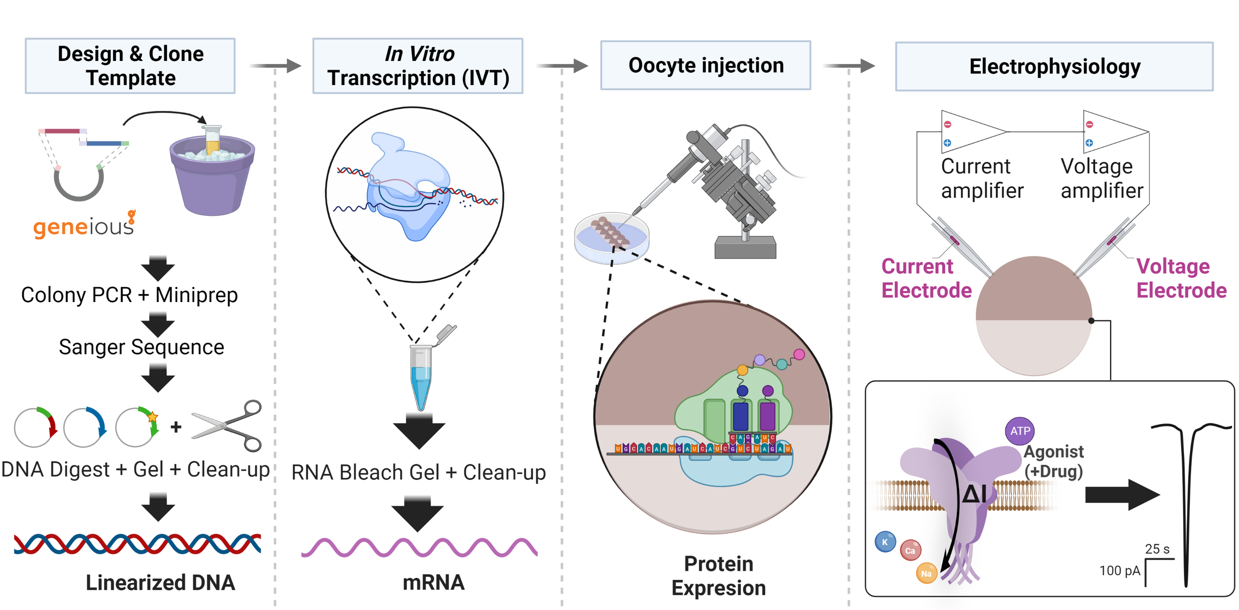 Cloning shortcut for twoelectrode voltage clamp electrophysiology