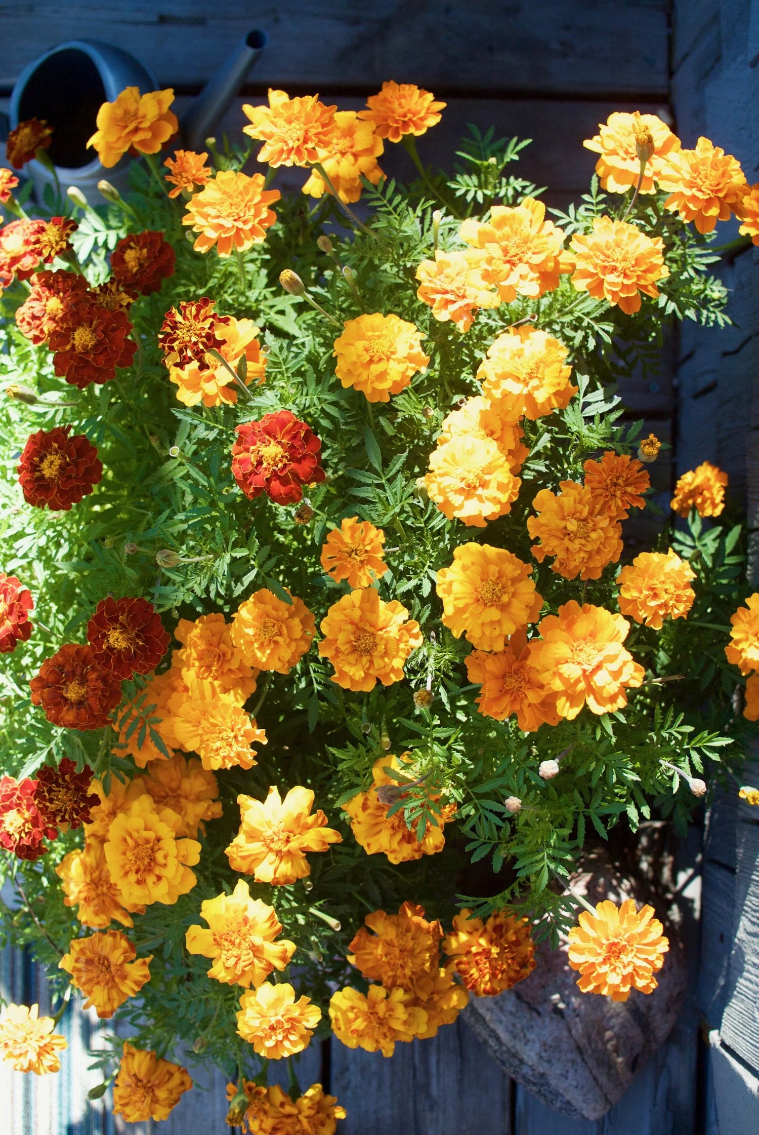 DSC_5803c.jpg