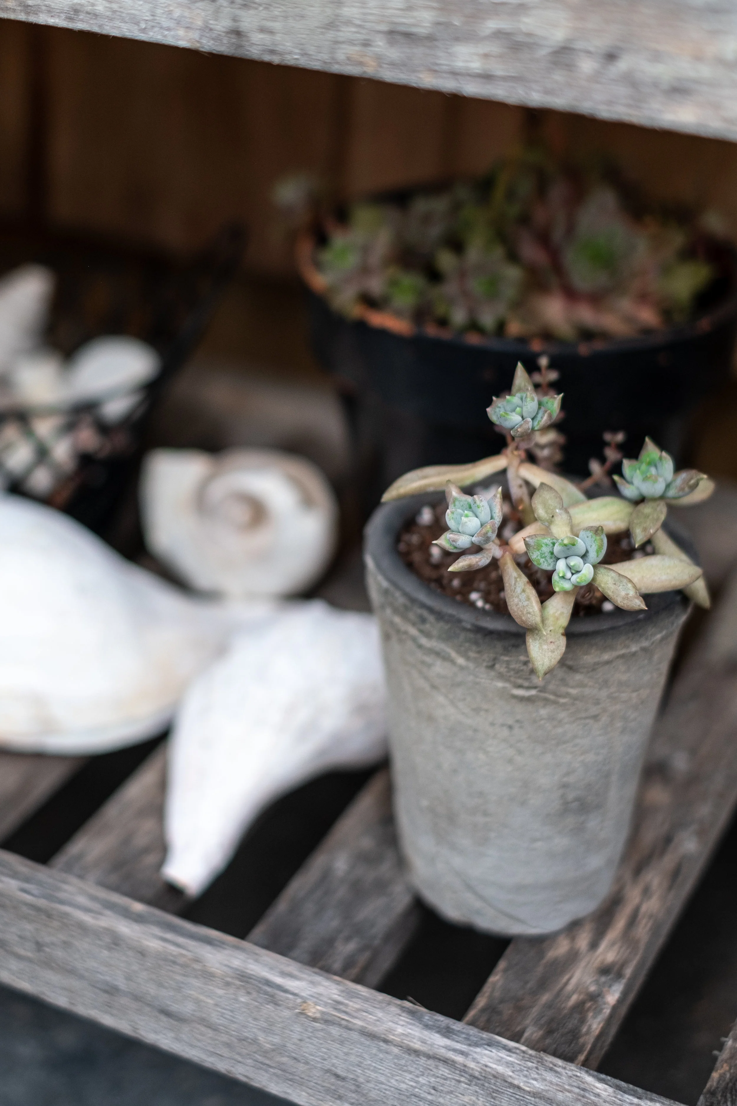 potted succulent