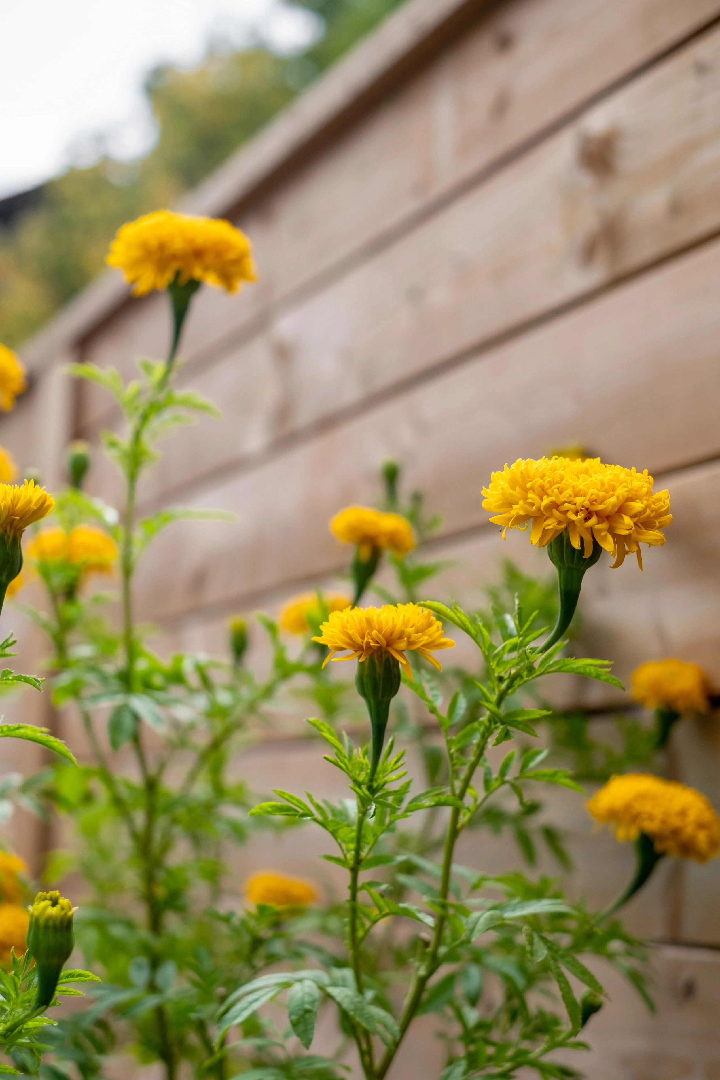 backyard-17.jpg