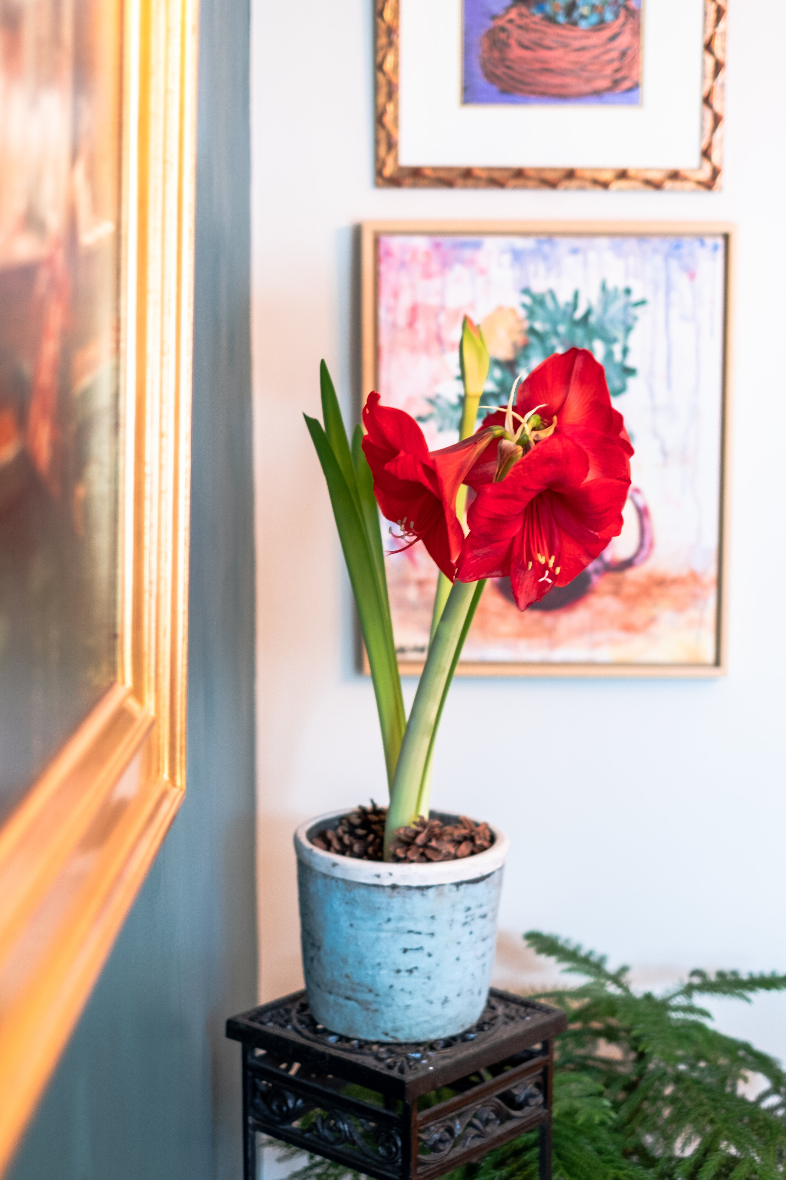 Amaryllis A Plant For The Holiday And