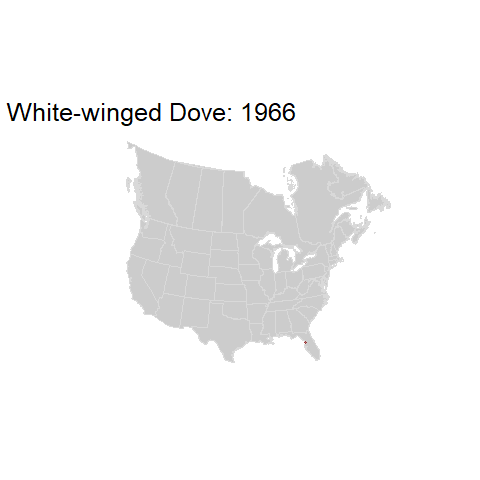 White-winged Dove.BBSindex_states_1966-2015.gif