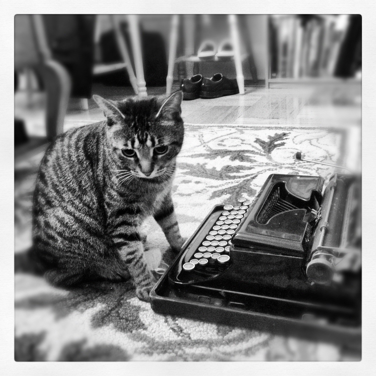 Black and white photo of a tabby cat staring into the middle distance next to a typewriter