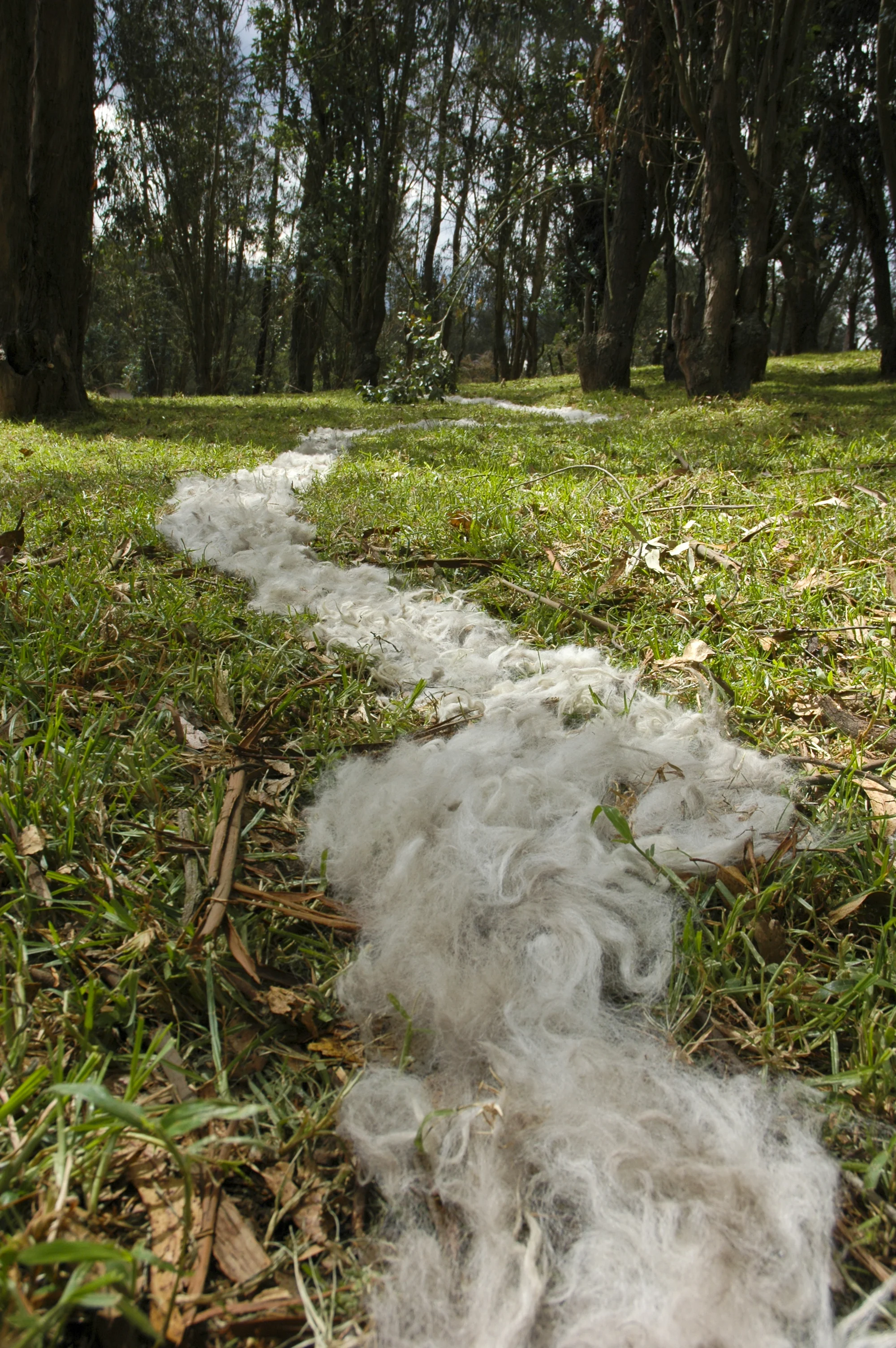 A white wool walking trail between an eucalyptus forest in Puembo, Ecuador.