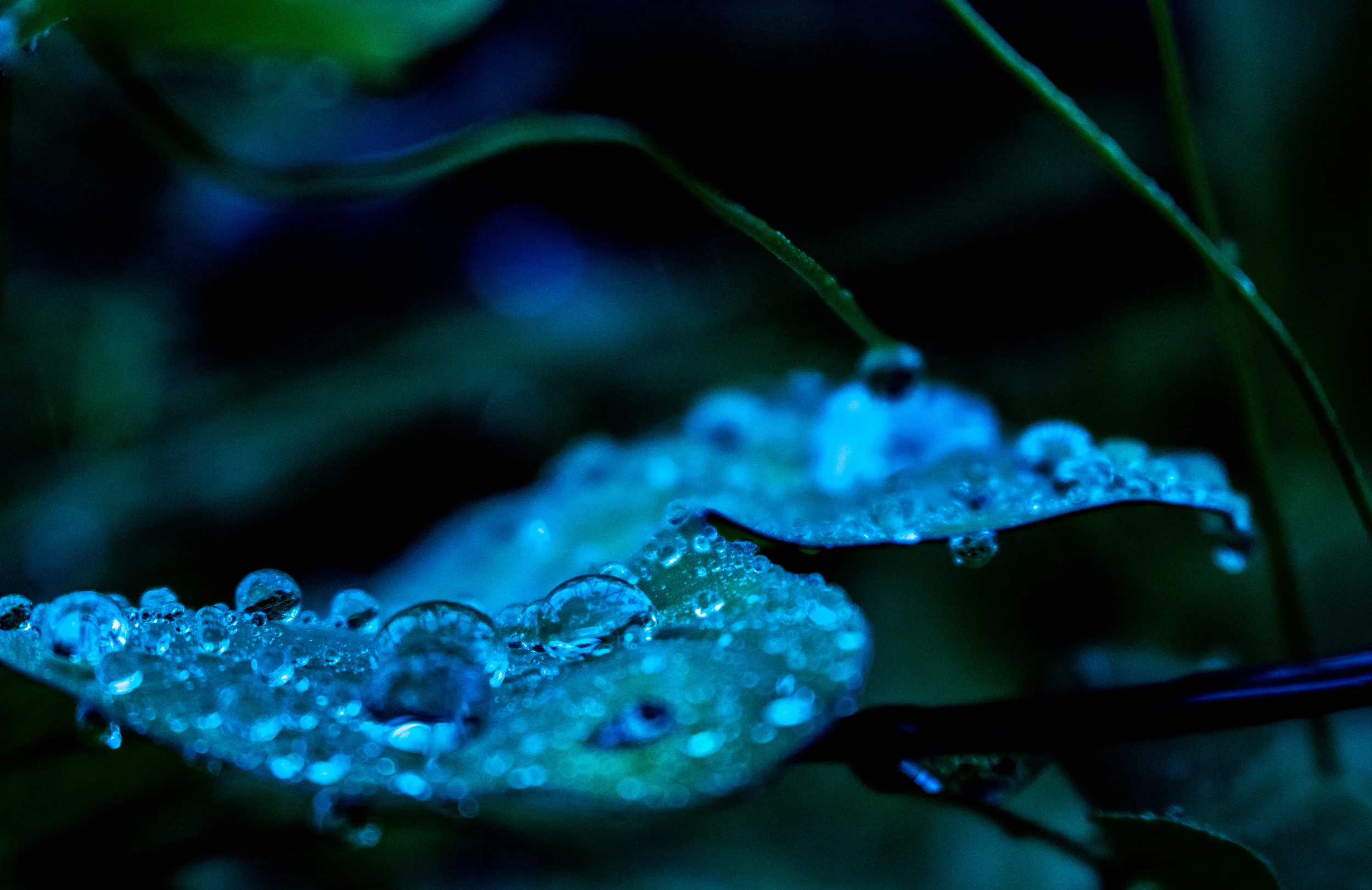 _MG_1638.jpg