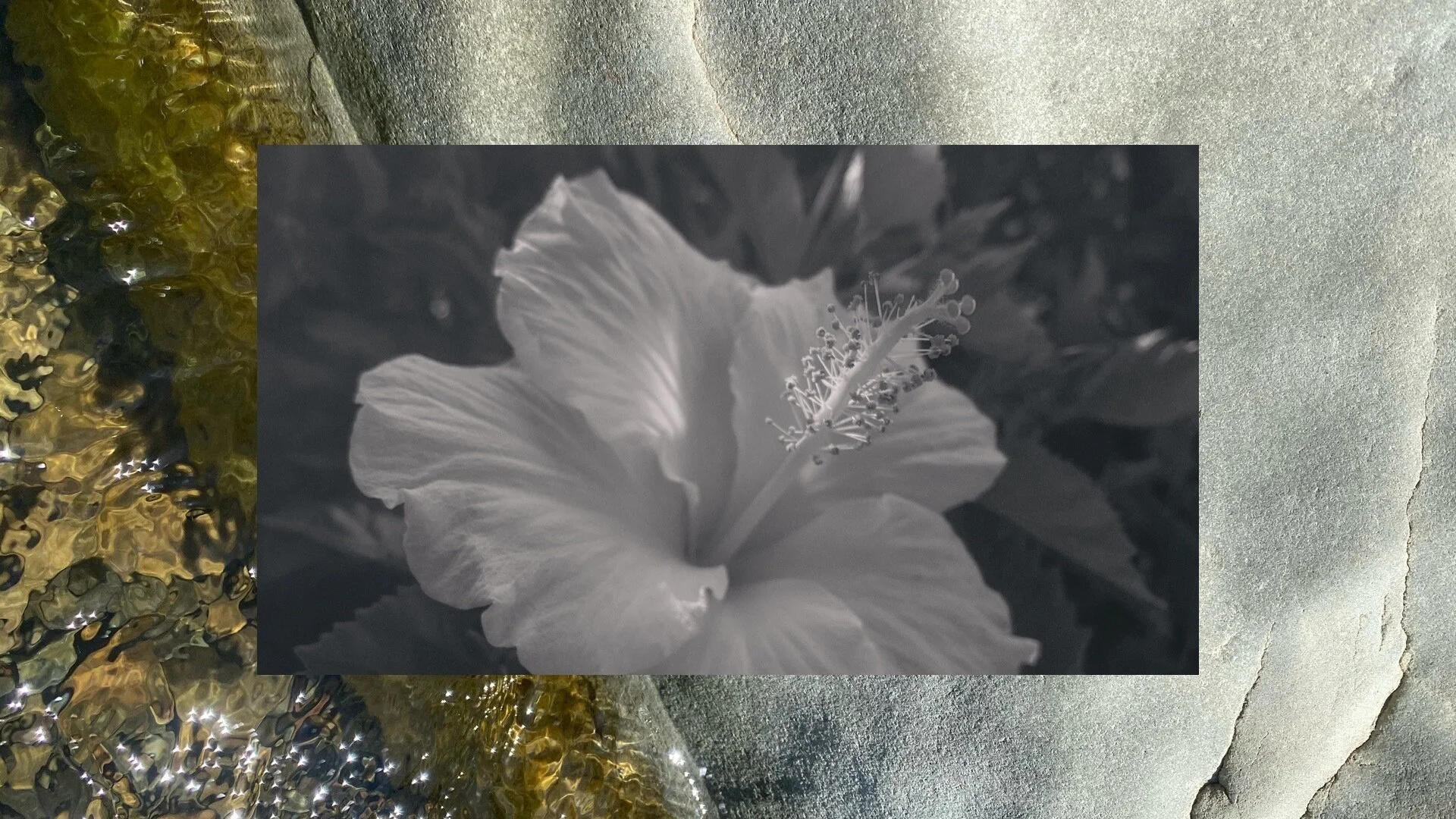 SĒFARI BATH IMMERSION  