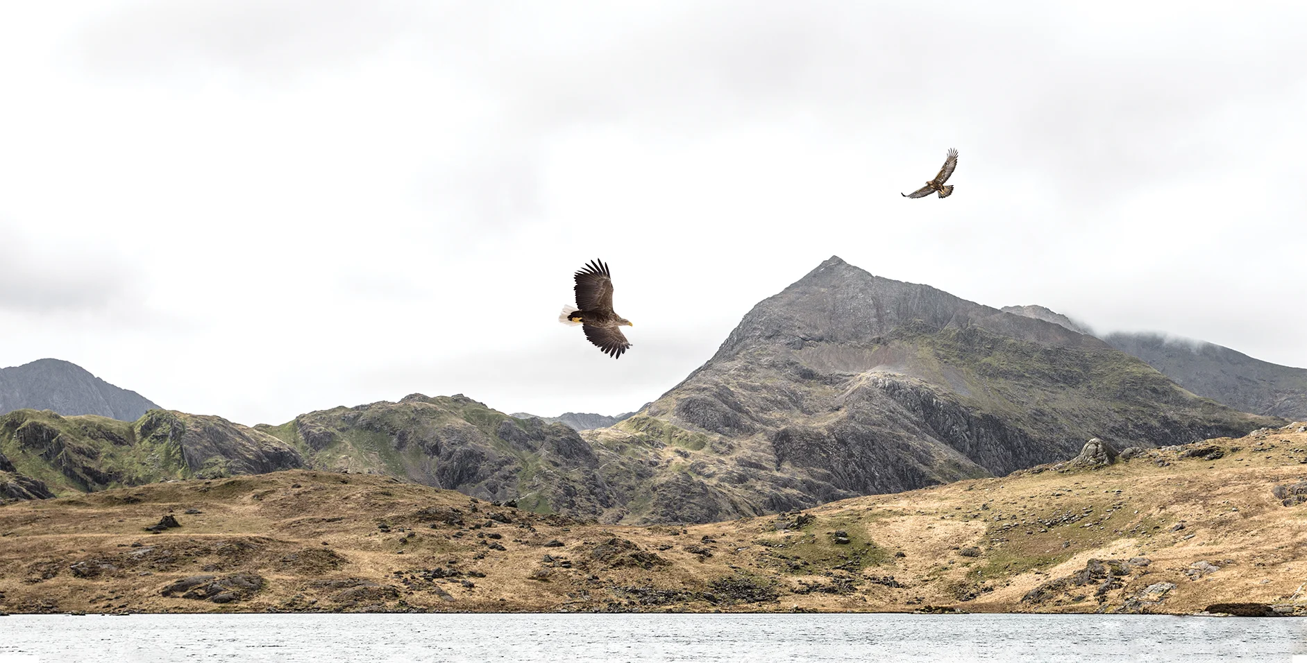 Eagle Reintroduction Wales