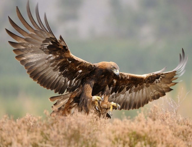 Golden Eagle Eagle Reintroduction Wales
