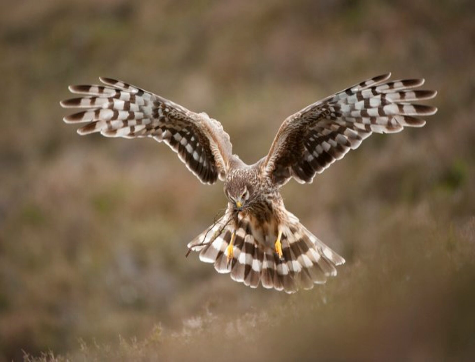 Falconry & Birds of Prey in West Wales near me