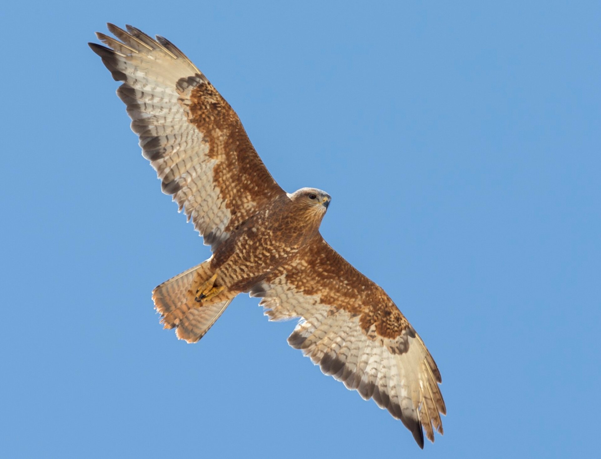 Golden eagles are among the birds of prey which have a new home in Wales -  Wales Online