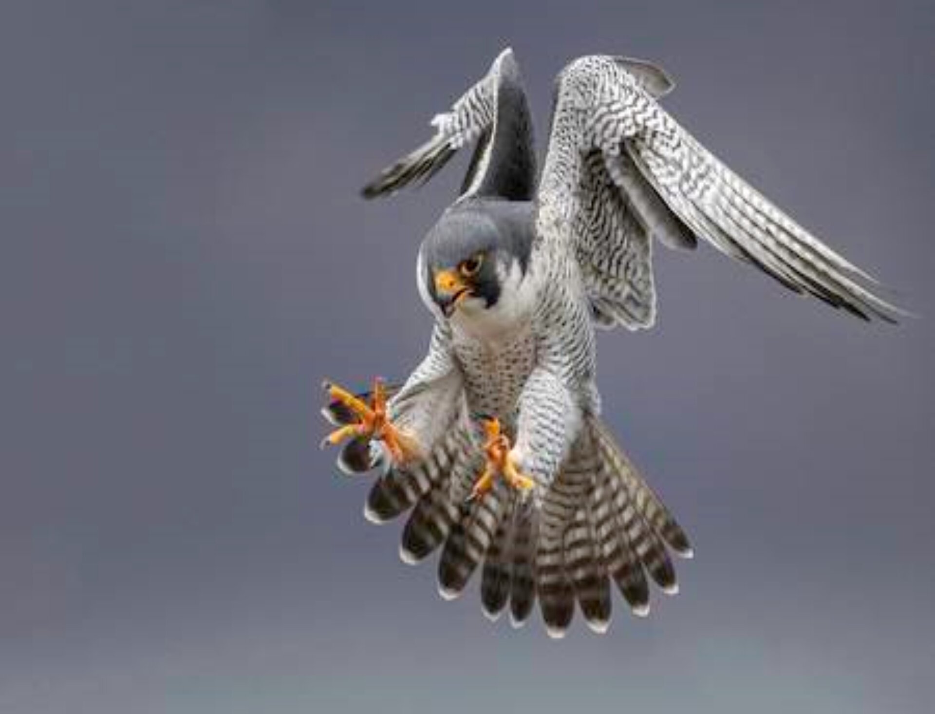 Falconry & Birds of Prey in West Wales near me