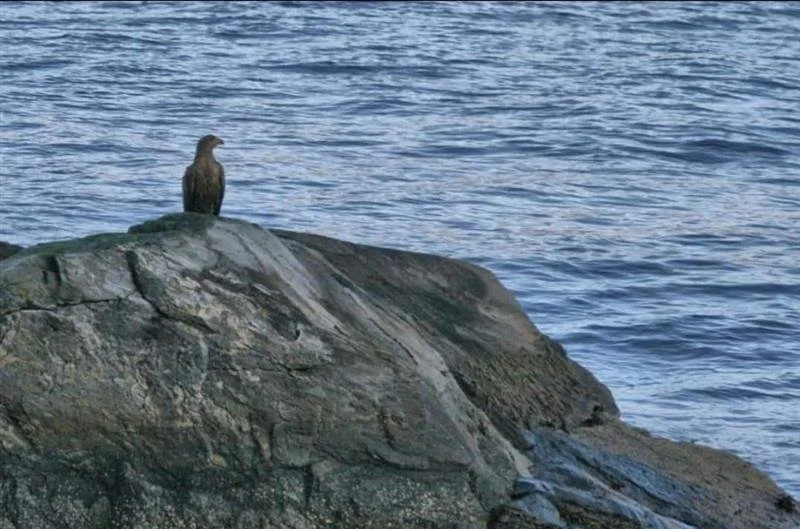 Adult WTE Norway ©Sophie-lee Williams.jpg