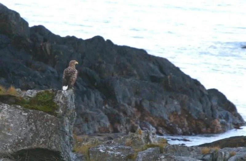 Eagle Coast Norway ©Sophie-lee Williams.jpg