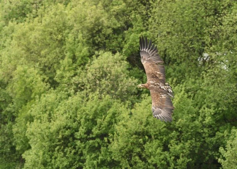 ERW Ambassador ©Billy Heany.jpg