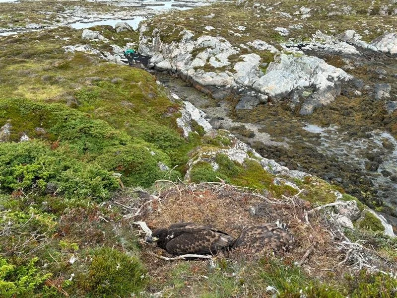Nest in Norway ©Sophie-lee Williams.jpg