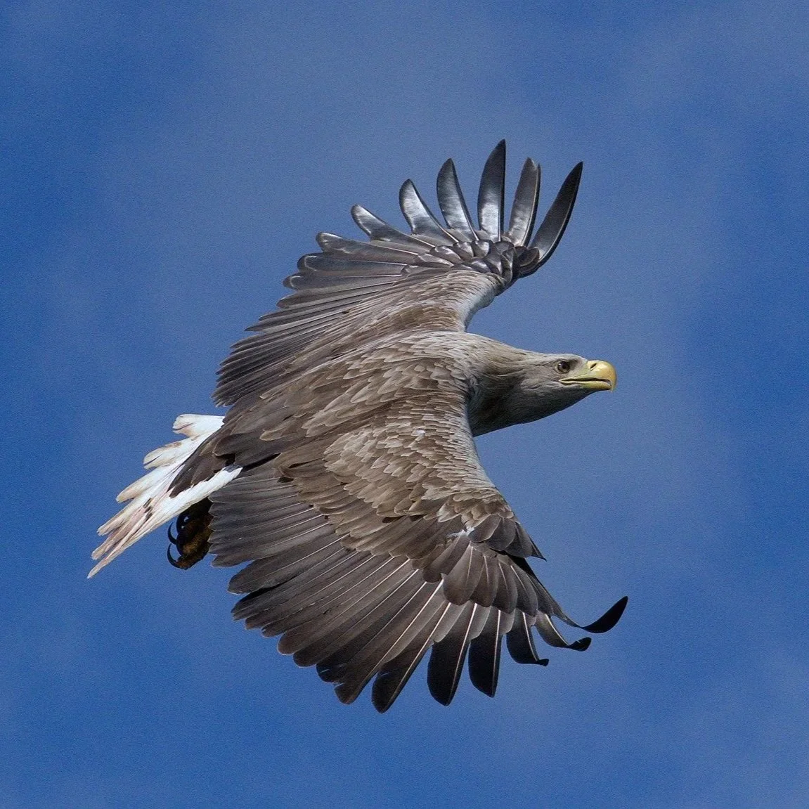 White-tailed Eagle © Jeff Smith