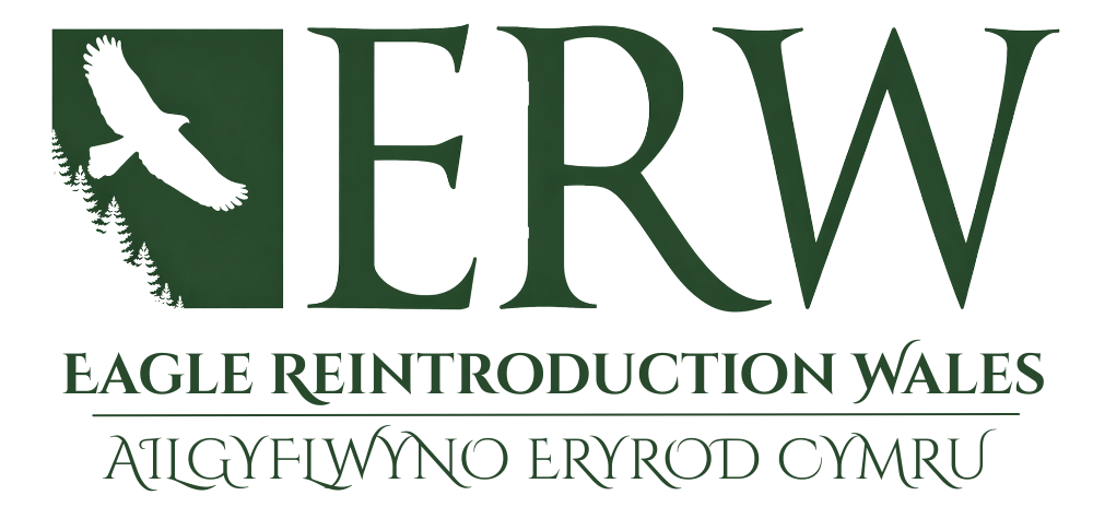 Eagle Reintroduction Wales (ERW)