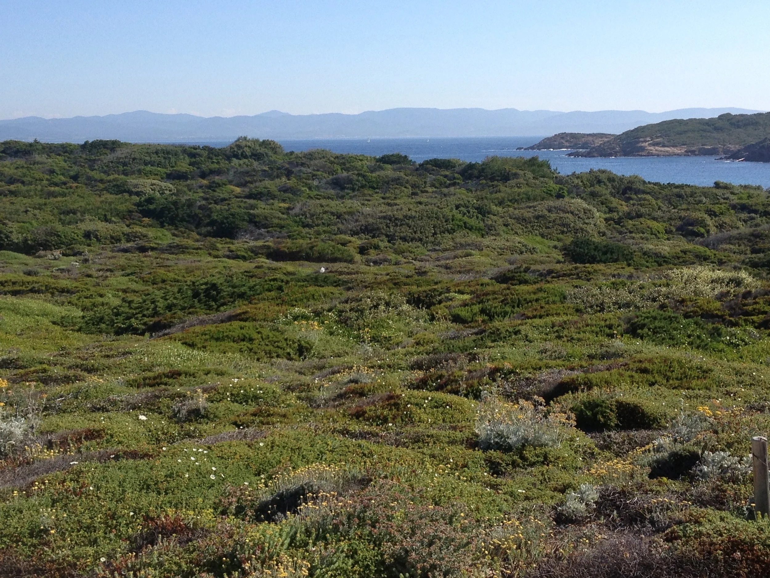 Porquerolles_France_Meadow.jpg