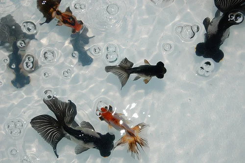 koi.jpg