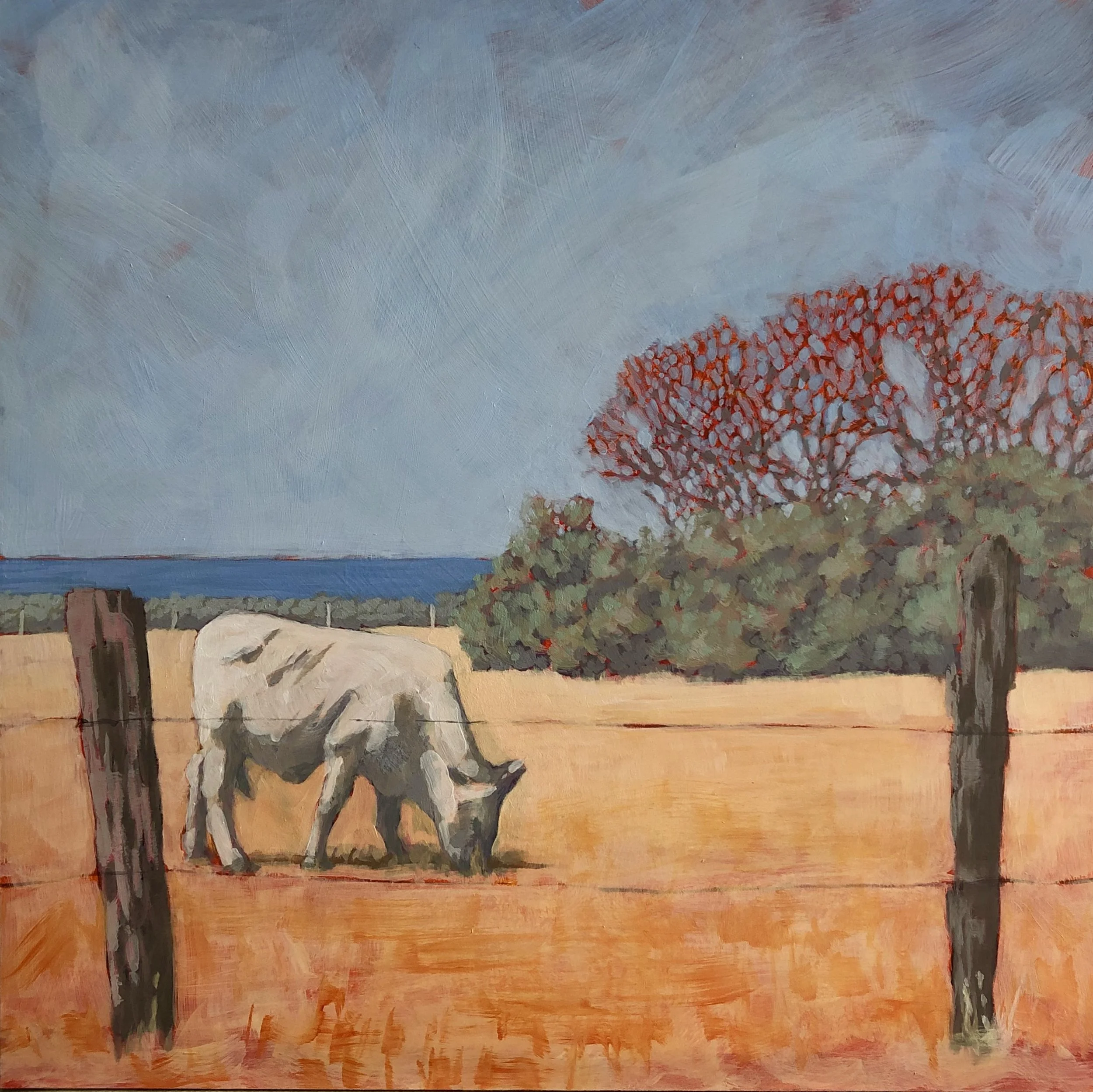 white_coastal_cow.jpg