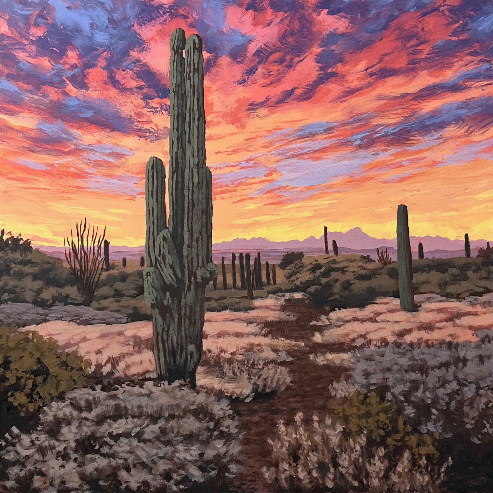 sonoran_desert.jpeg