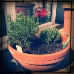 Rosemary and Thyme