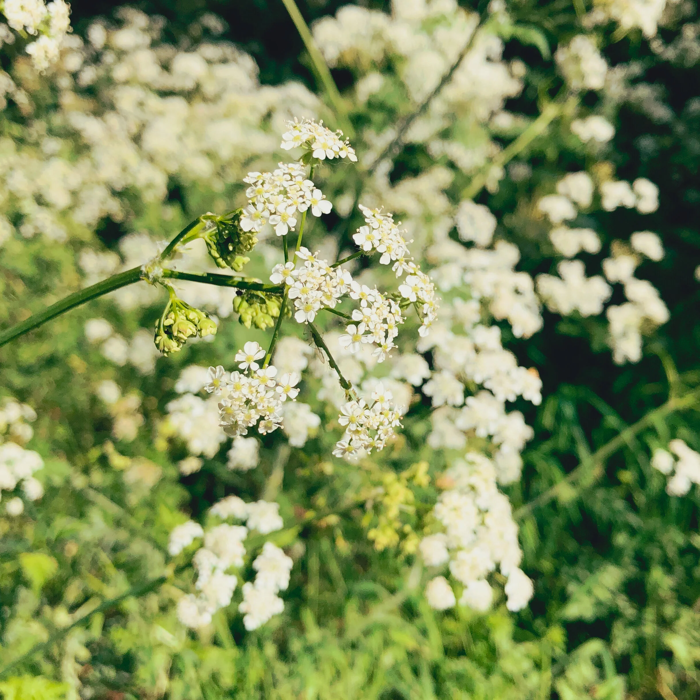 In which I wrap up May