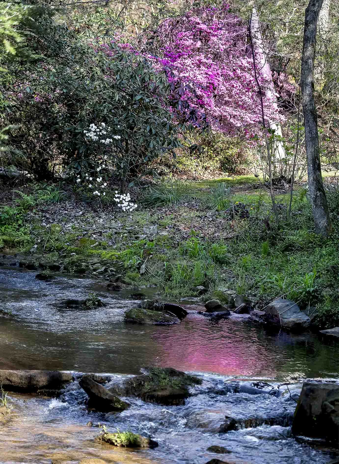 Dawsonville Springtime on The Stream Aprol 2017