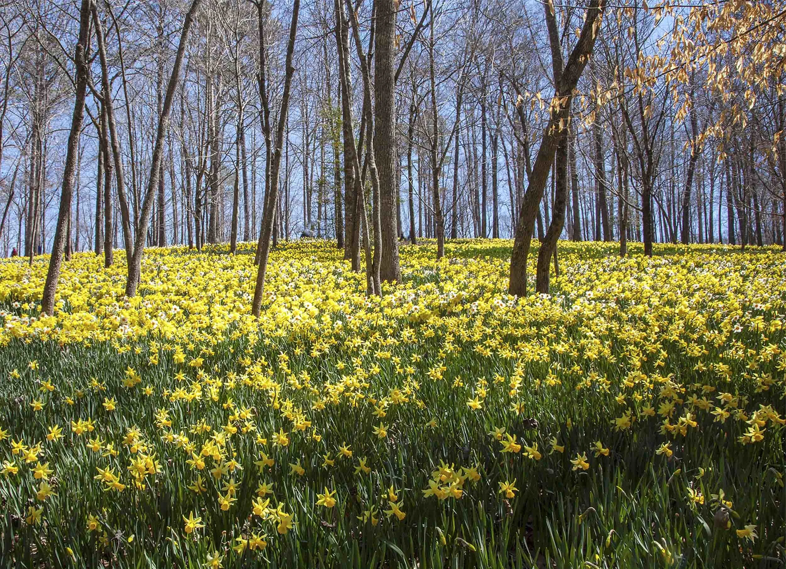 Gibbs Daffodils 2013 5x7.jpg
