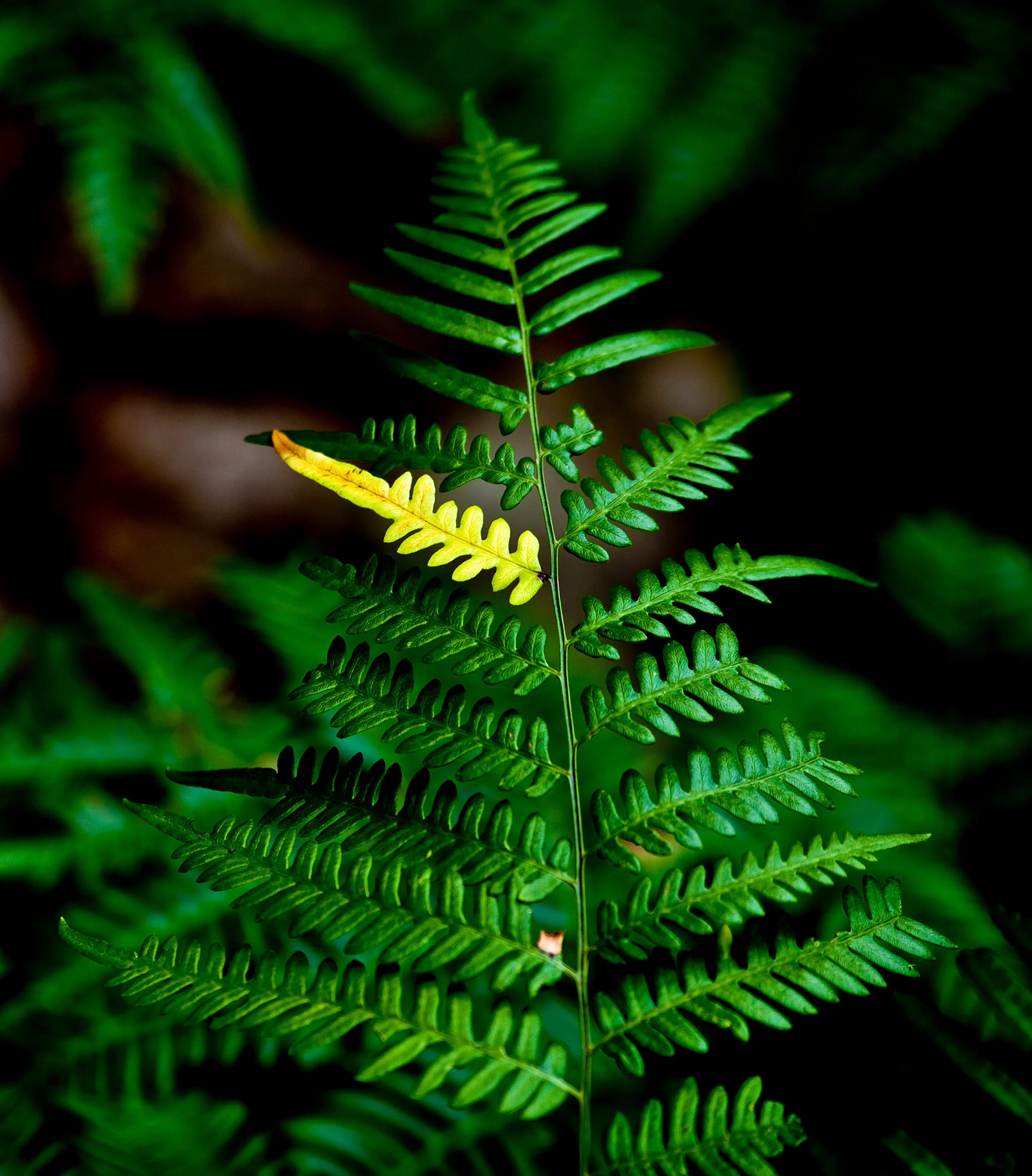Just Not quite perfect fern