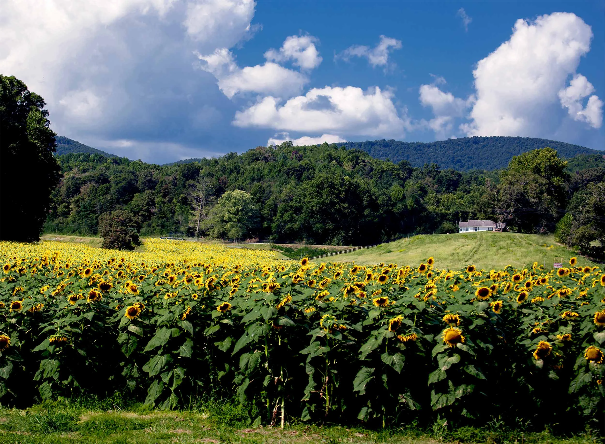 Sunflower fields Facuett farms 2015