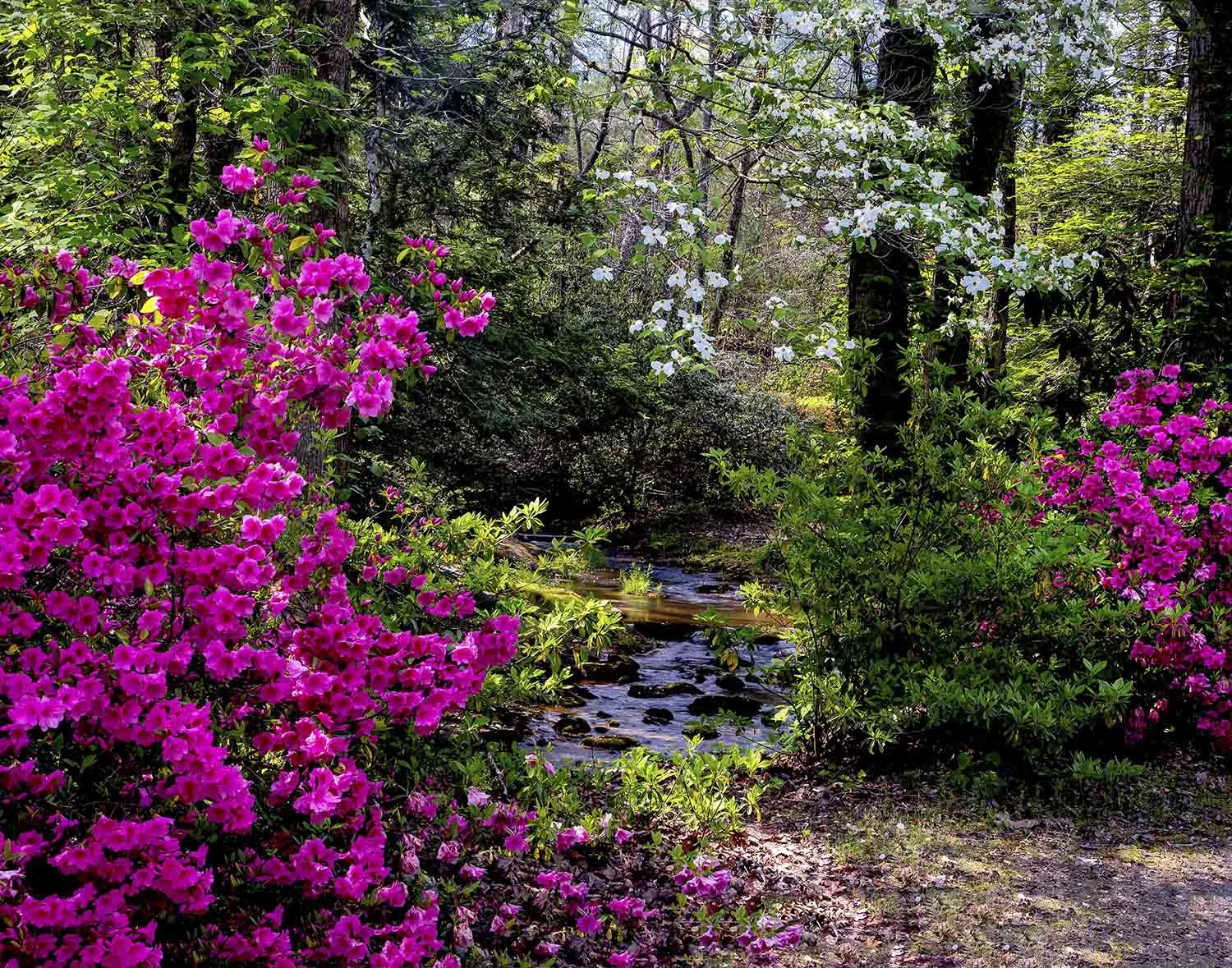 Dogwood and native azaleas in bloom