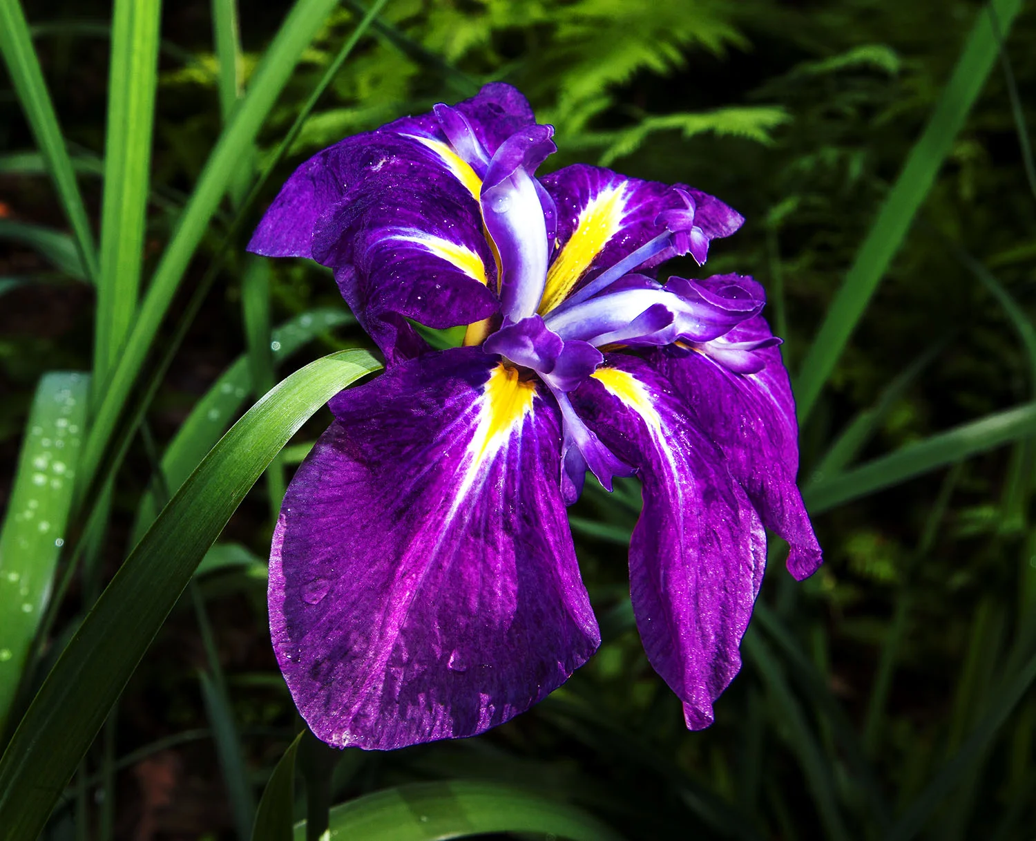 Japanese iris 3 8x10.jpg