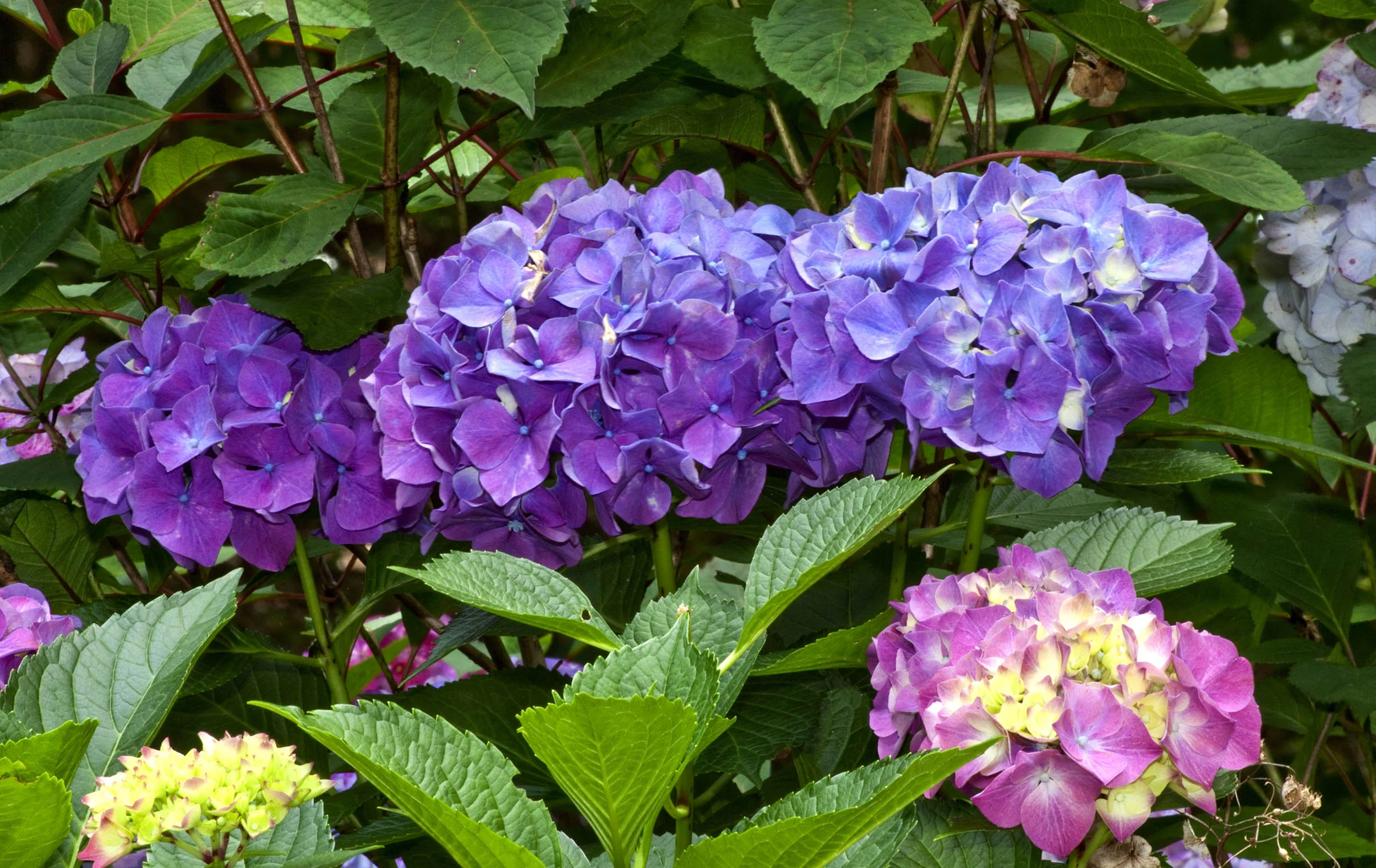 diffewrent colored hygrangeas 15.jpg
