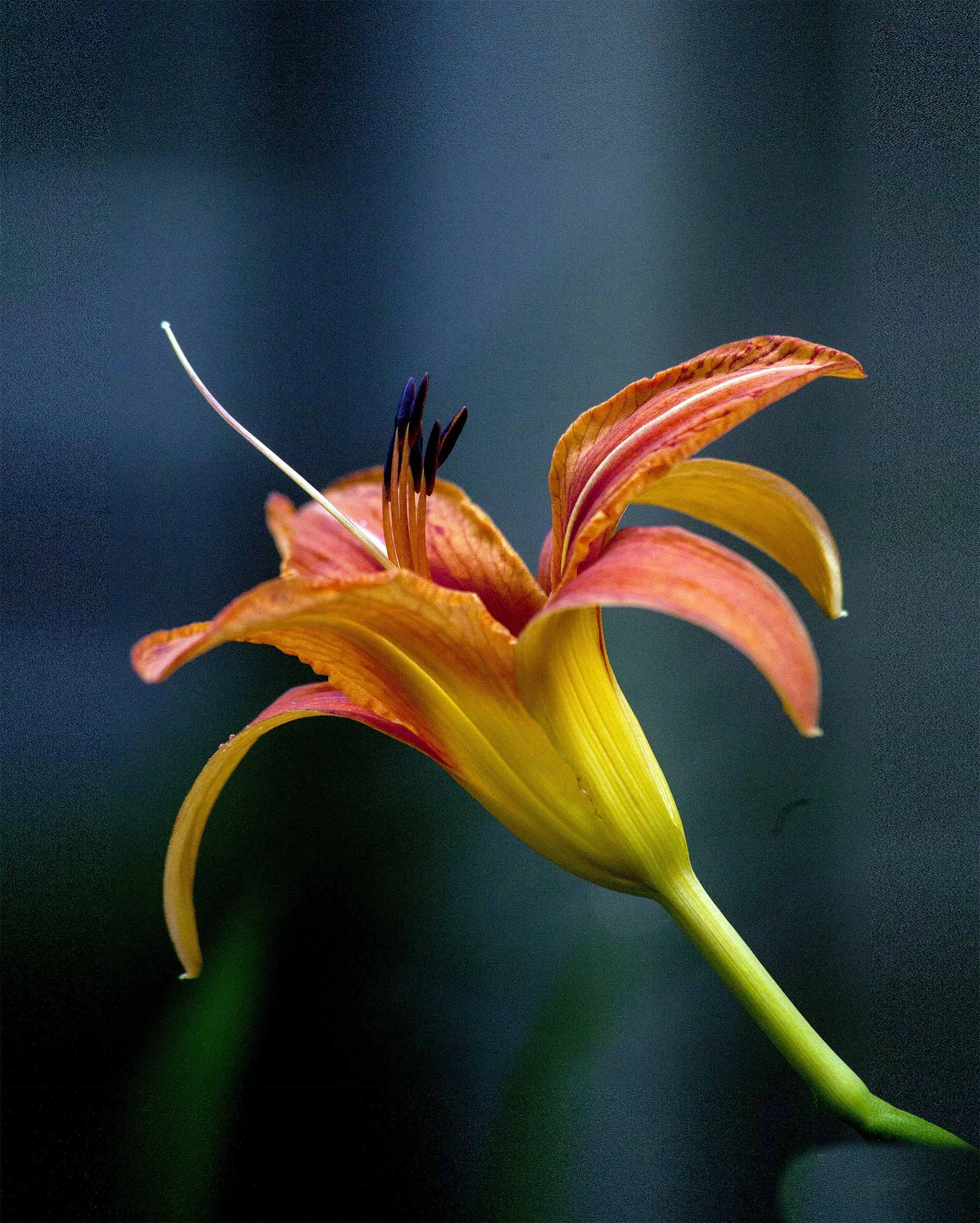 Orange Day lilly