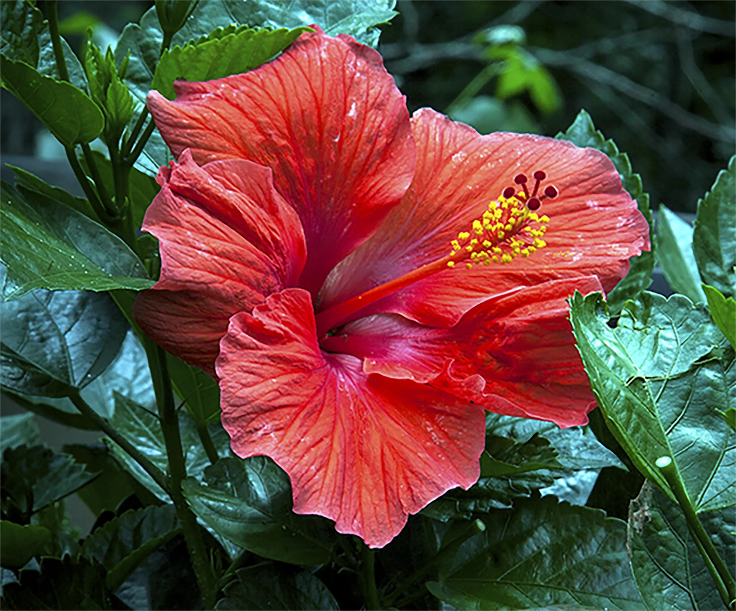 Persimmion Hibiscus
