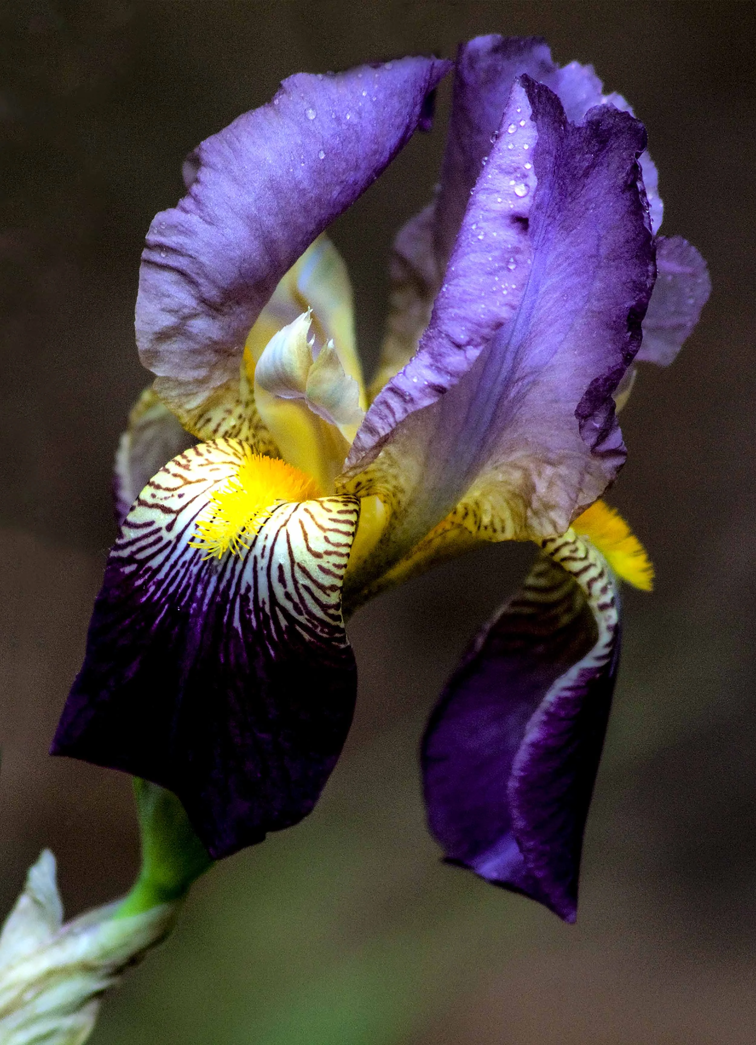 Purple Irisa
